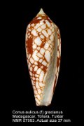 Conus aulicus (f) gracianus